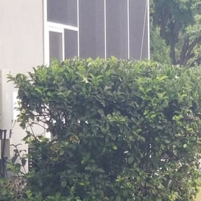 Bush Trimming by Integrity Curb Appeal reviewed on August 19, 2025