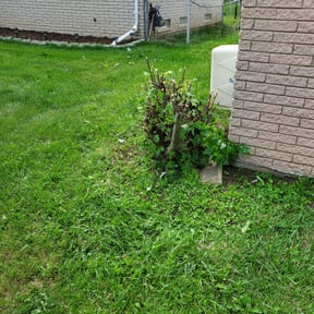 Bush Trimming by Iroc's Lawn Care reviewed on August 21, 2025