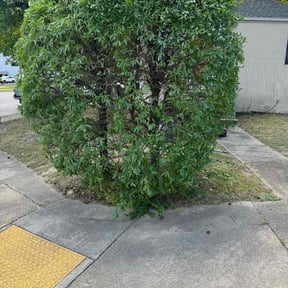 Bush Trimming by Pull Up On Me Jase reviewed on August 21, 2025