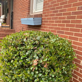 Bush Trimming by Phillips lawncare reviewed on August 19, 2025