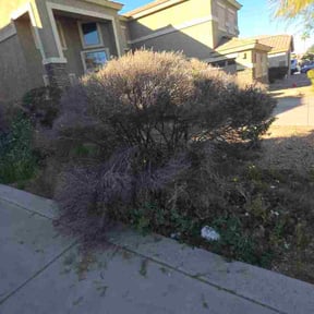 Bush Trimming by Johnson Lawn and Land reviewed on February 9, 2026