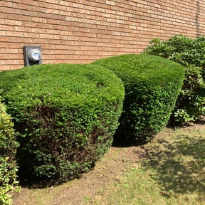 Bush Trimming by Undefeated Landscaping LLC. reviewed on August 21, 2025