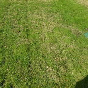 Leaf Removal by J&J Lawn Care reviewed on September 10, 2025