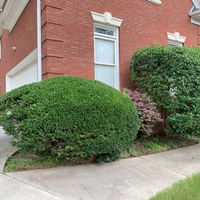 Bush Trimming by SC landscaping reviewed on August 21, 2025