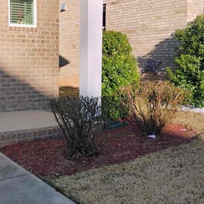 Bush Trimming by Parker N Sons reviewed on December 19, 2025