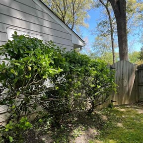 Bush Trimming by Scotton landscaping reviewed on August 18, 2025