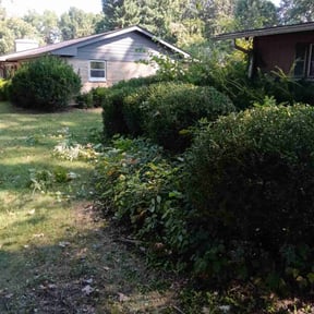 Bush Trimming by DJR Exppress reviewed on May 28, 2025