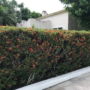 Bush Trimming by C &amp; T Lawn Service  reviewed on November 30, 2025