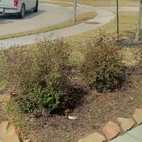 Bush Trimming by Hugheslandscaping reviewed on February 17, 2026