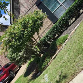 Bush Trimming by LEVEL UP LAWNCARE LLC reviewed on August 18, 2025