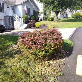 Bush Trimming by Mr. Mower reviewed on August 17, 2025