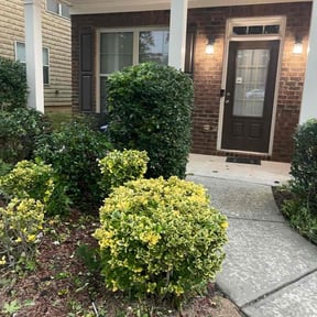 Bush Trimming by Carmona Landscape reviewed on August 17, 2025