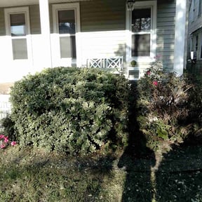 Bush Trimming by We Talk Lawn and Tree reviewed on October 20, 2025