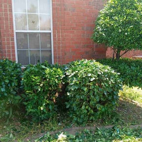 Bush Trimming by Yard ReZcue LLC reviewed on August 15, 2025