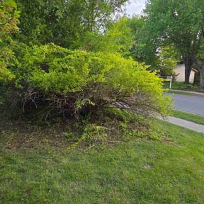 Bush Trimming by Holbrooks Lawn Care LLC reviewed on May 24, 2026