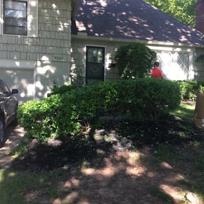 Bush Trimming by Mott's lawns reviewed on August 19, 2025