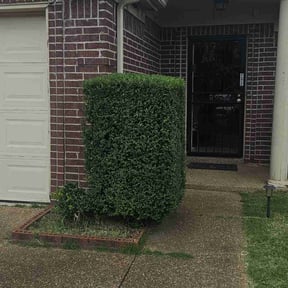 Bush Trimming by Val's lawn care reviewed on August 19, 2025