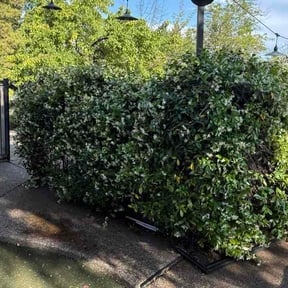 Bush Trimming by Noble Services reviewed on April 25, 2026