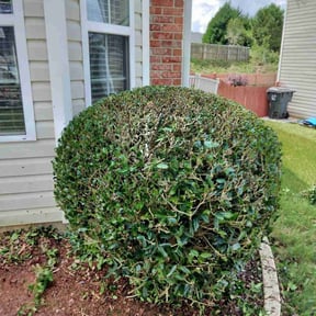 Bush Trimming by Seattle pro lawn care services reviewed on August 16, 2025