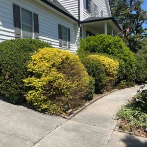 Bush Trimming by EV Great Valley Landscaping,LLC. reviewed on May 9, 2026