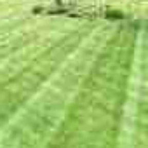 Bush Trimming by Mcqueens lawn care reviewed on August 15, 2025