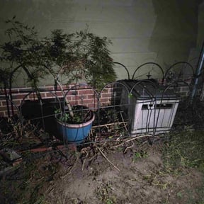 Bush Trimming by Honestly Ionesty reviewed on October 23, 2025