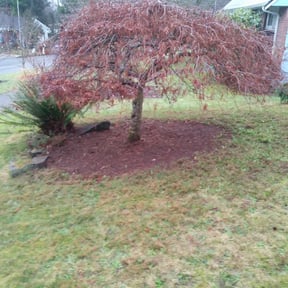 Flower Bed Weeding by Nathan's lawn & maintenance reviewed on August 20, 2025