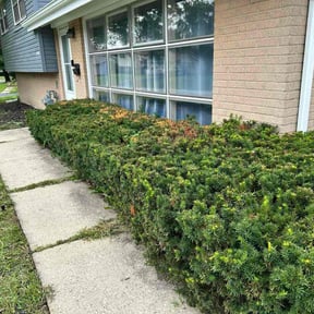 Bush Trimming by Gredig Lawn Care reviewed on October 20, 2025