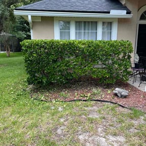Bush Trimming by Kd landscaping reviewed on August 20, 2025
