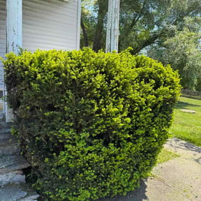 Bush Trimming by Grass Eater lawn care and landscaping reviewed on May 16, 2026