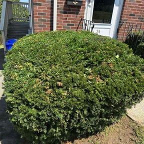 Bush Trimming by Leigh Outdoor Services LLC reviewed on October 20, 2025