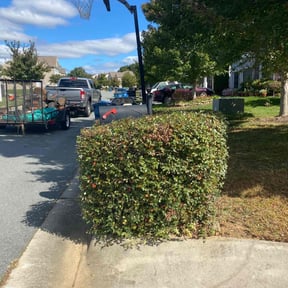 Bush Trimming by Raines mowing and pool services reviewed on December 30, 2025