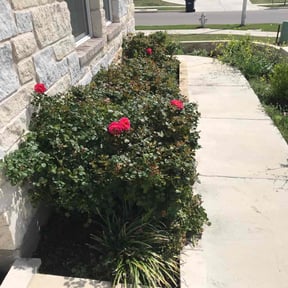 Bush Trimming by Grass landscape and design reviewed on August 21, 2025
