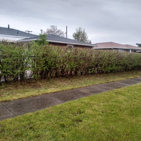 Bush Trimming by ShiftChange LLC Lawn Service reviewed on August 17, 2025