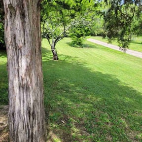 turf care by Manuel's lawn care reviewed on November 11, 2023
