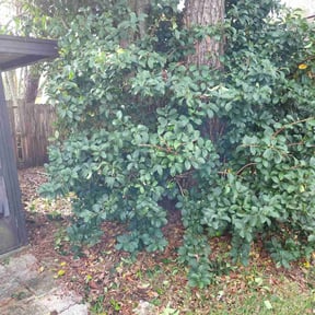 Bush Trimming by Peachy clean pressure washing, LLC reviewed on February 2, 2026