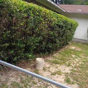 Bush Trimming by Emerald Lawns reviewed on October 24, 2025