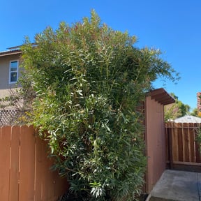 Bush Trimming by B&amp;SS reviewed on November 22, 2025