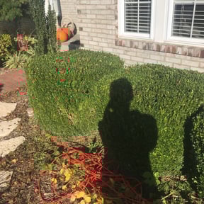 Bush Trimming by M&J Family Lawn and Hauling Service reviewed on August 18, 2025