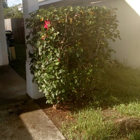 Bush Trimming by Speedy property & Lawn care reviewed on August 18, 2025