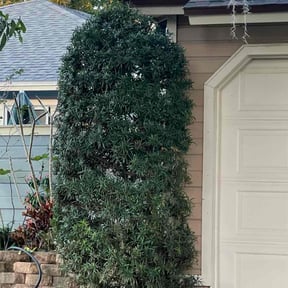 Bush Trimming by D&amp;b lawn care reviewed on November 20, 2025