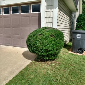 Bush Trimming by Esparza Lawn N More... reviewed on August 21, 2025