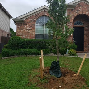 Bush Trimming by Dollar Landscaping Service, LLC reviewed on August 16, 2025