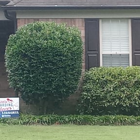 Bush Trimming by Maryhaven farm reviewed on May 10, 2024