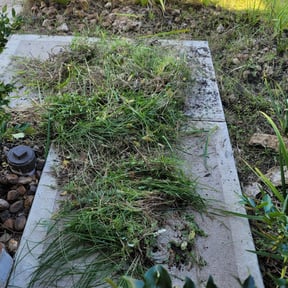 Flower Bed Weeding by Coastal Lawnworx LLC reviewed on August 16, 2025