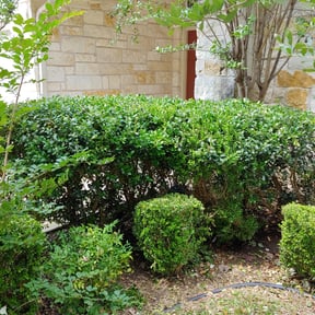 Bush Trimming by Corlewlawncare reviewed on August 20, 2025