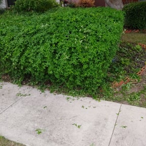 Bush Trimming by Ground Control Lawn Care reviewed on August 18, 2025