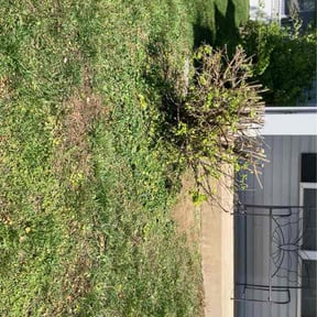 Bush Trimming by Done Right Handyman Services LLC. reviewed on April 23, 2026