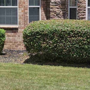 Bush Trimming by james lawn service reviewed on August 21, 2025