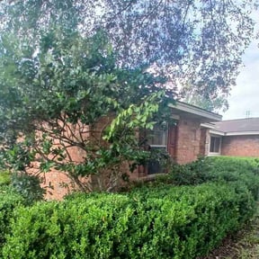 Bush Trimming by Fortanel lanscaping reviewed on October 3, 2023